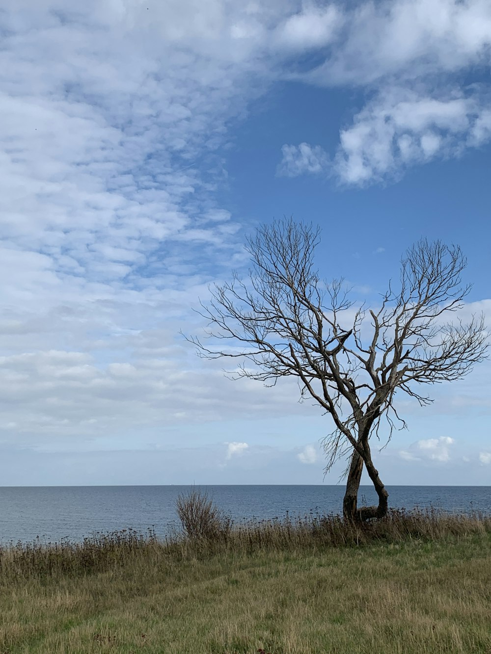 a tree in a field