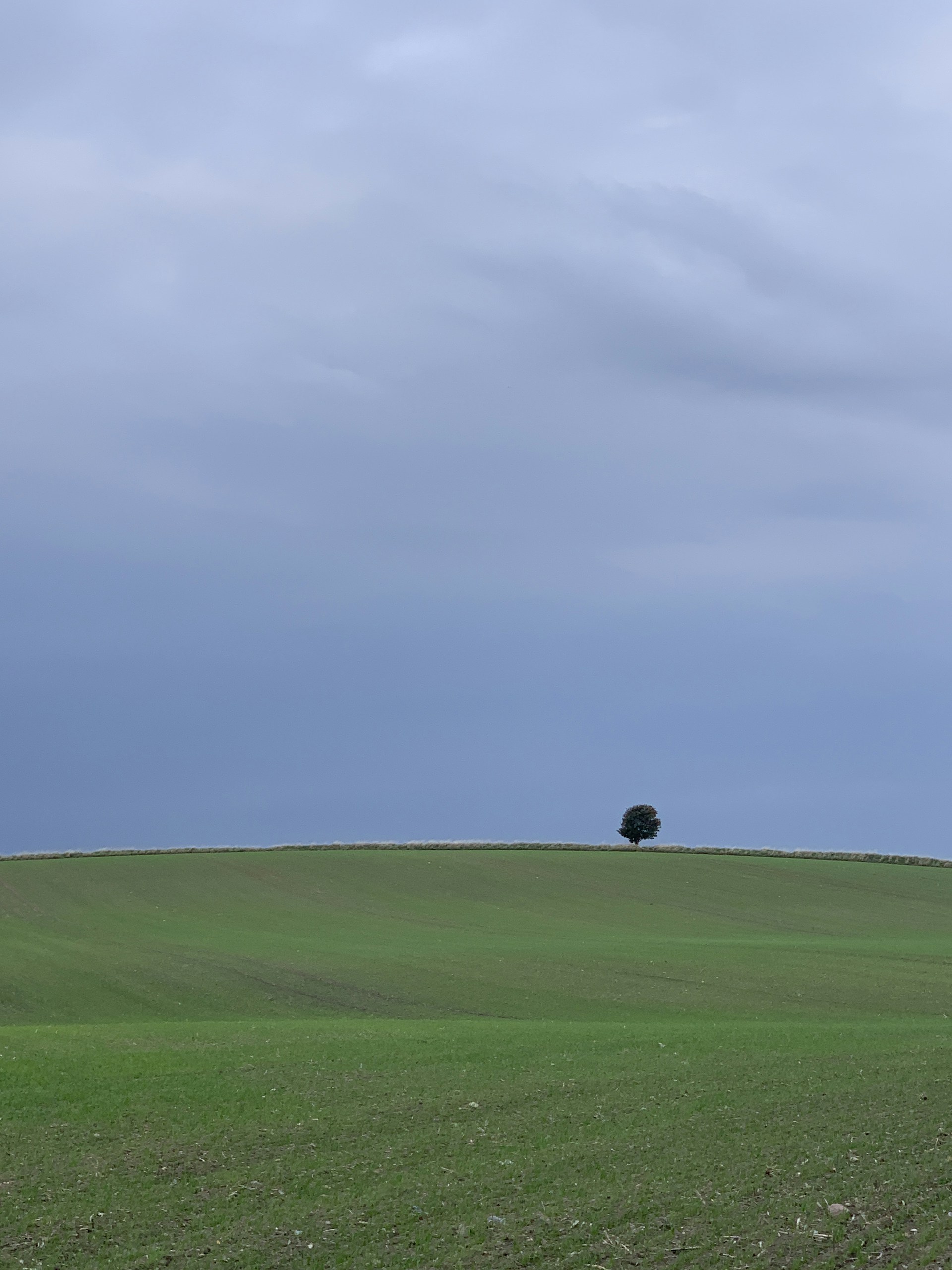 a tree in a field