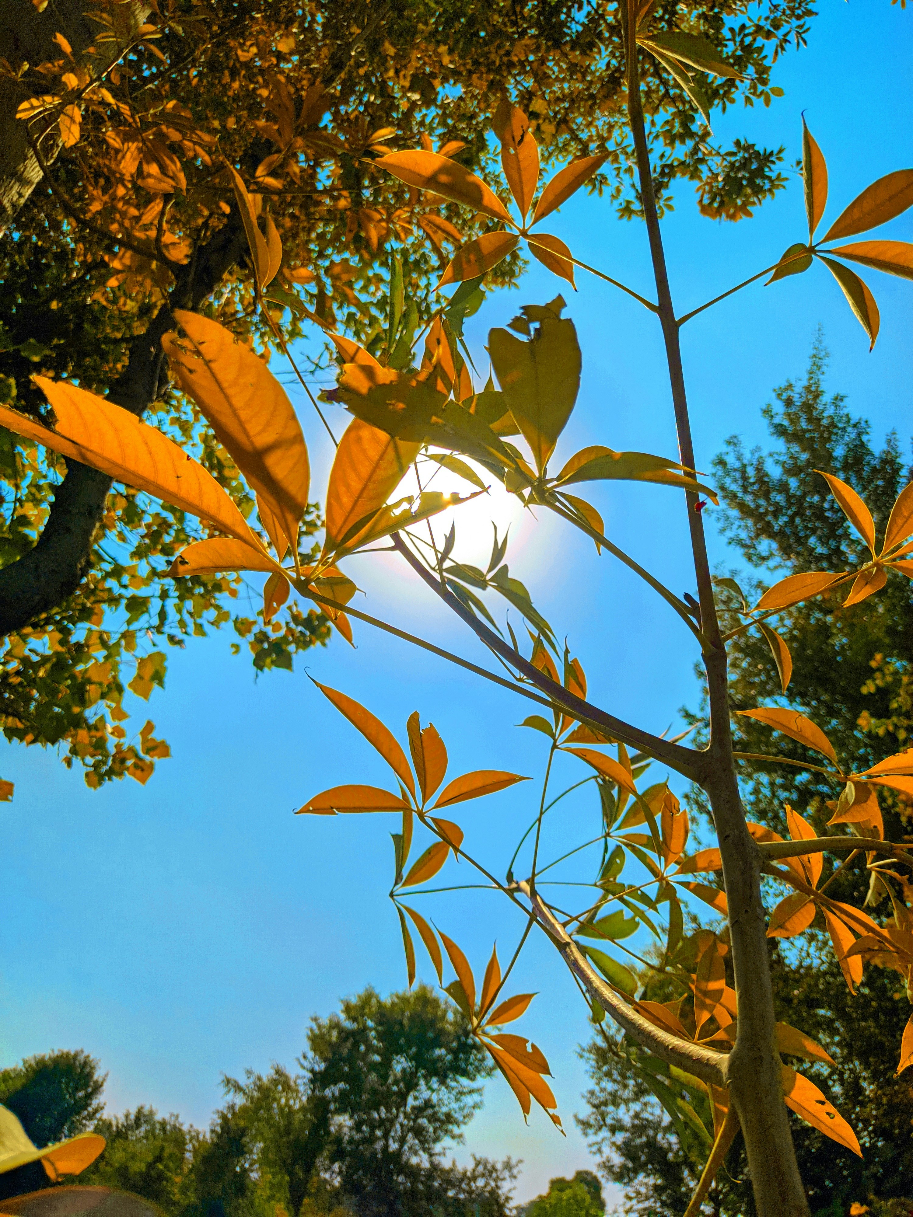Golden afternoon light through tree leaves