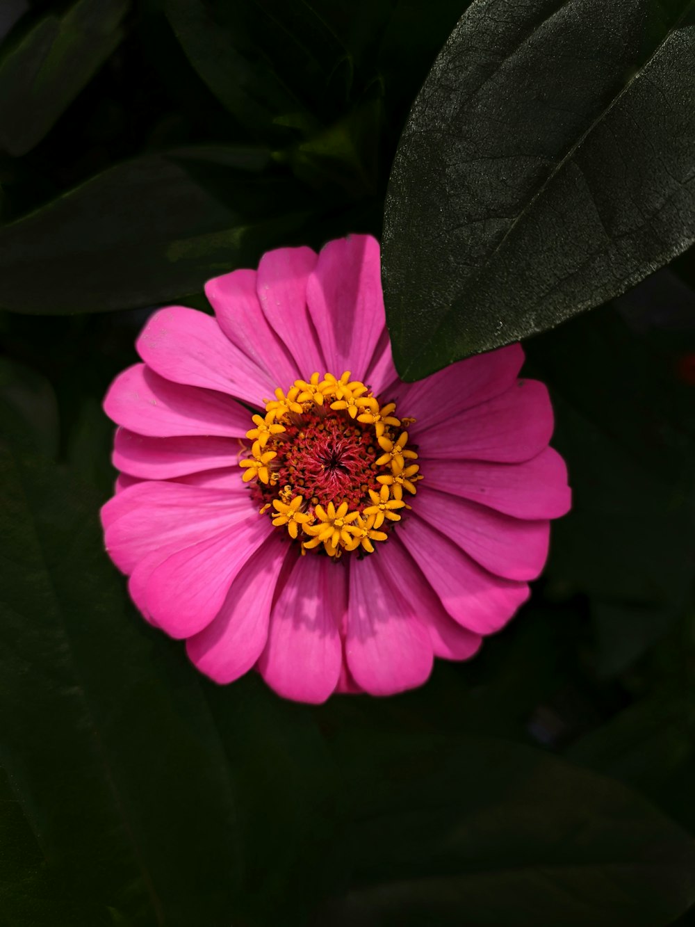 a purple flower with yellow center