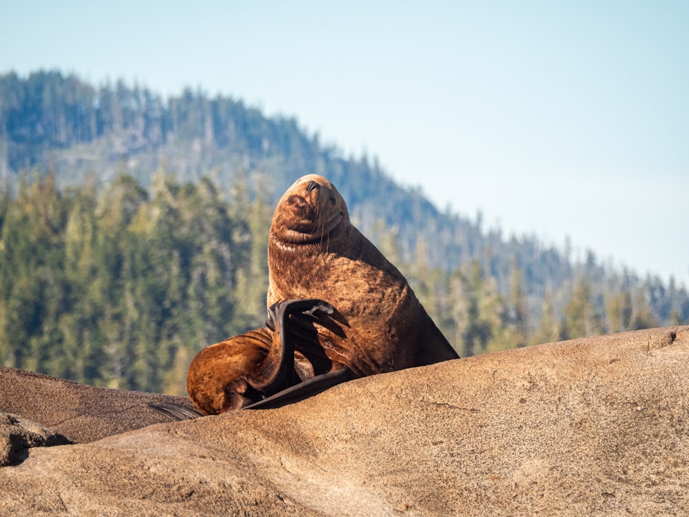 Ein Seelöwe liegt auf einem Felsen