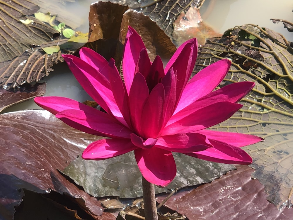 Una flor rosa en un estanque