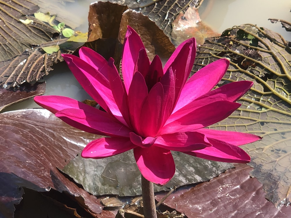 a pink flower in a pond