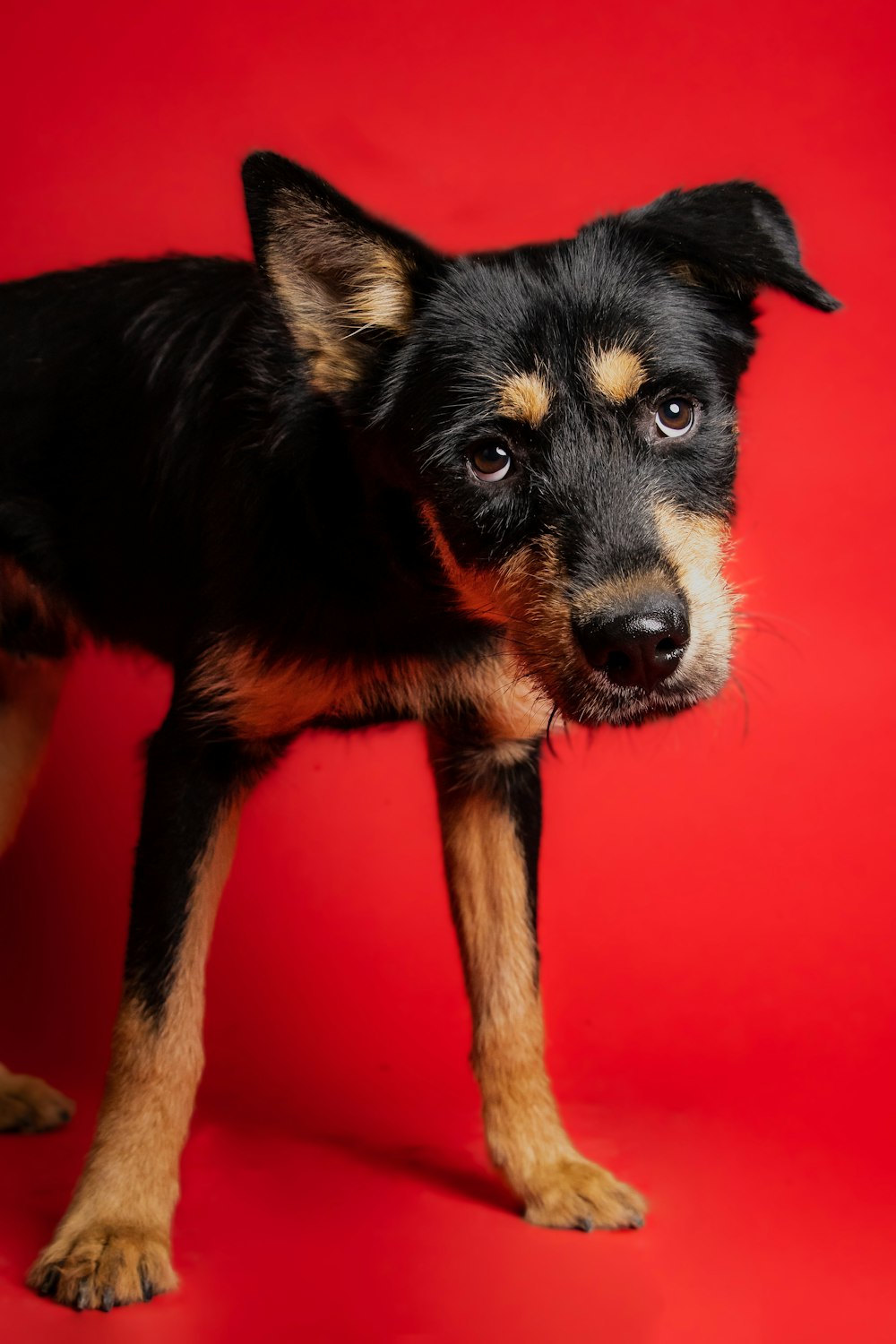 a dog standing on a red surface