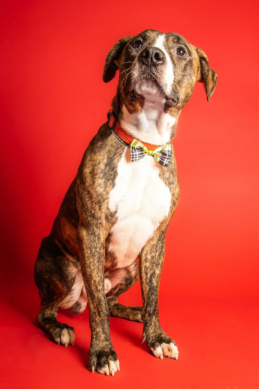 a dog sitting looking up