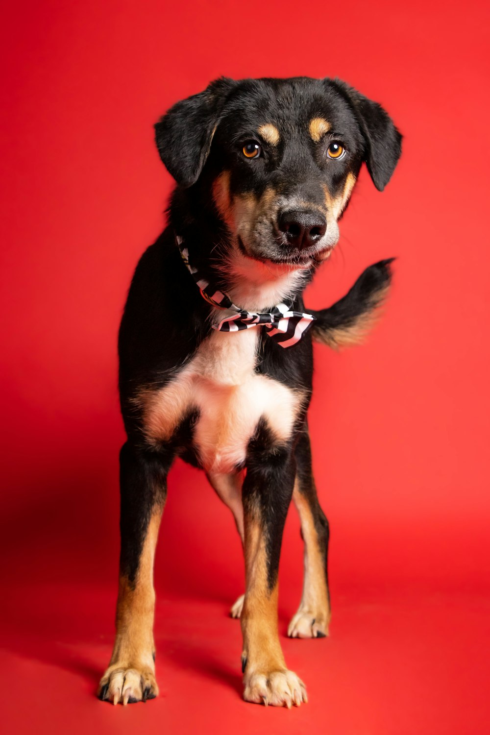 a dog sitting looking at the camera