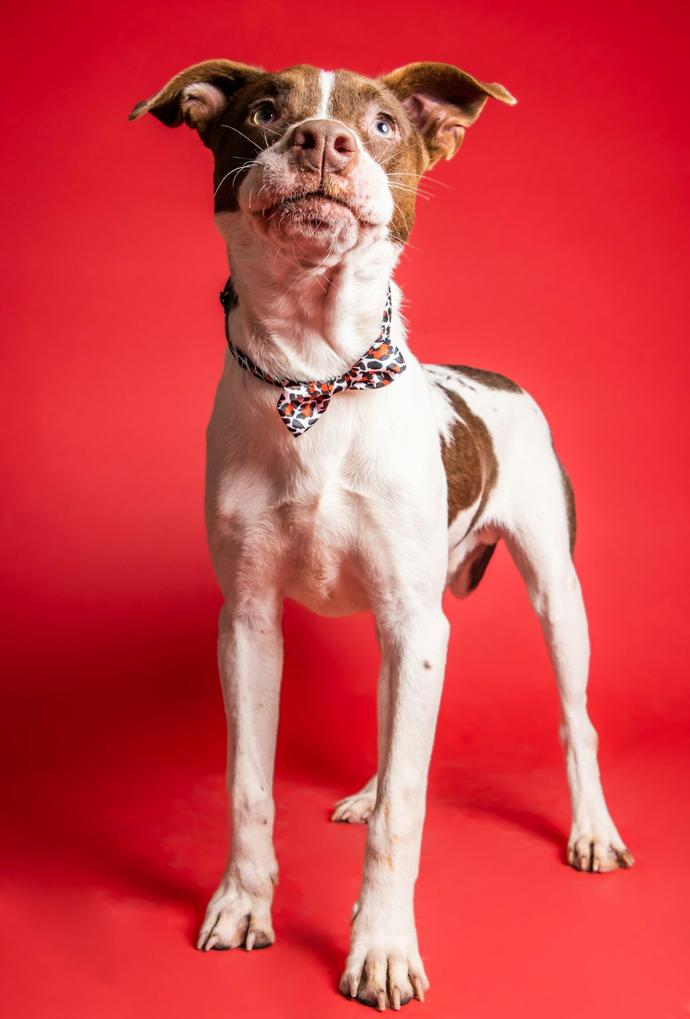 a dog sitting looking at the camera