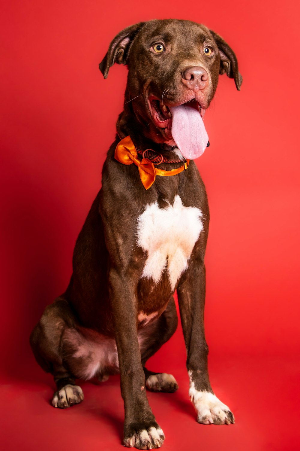 a dog with a bow tie