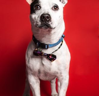 a dog sitting looking at the camera