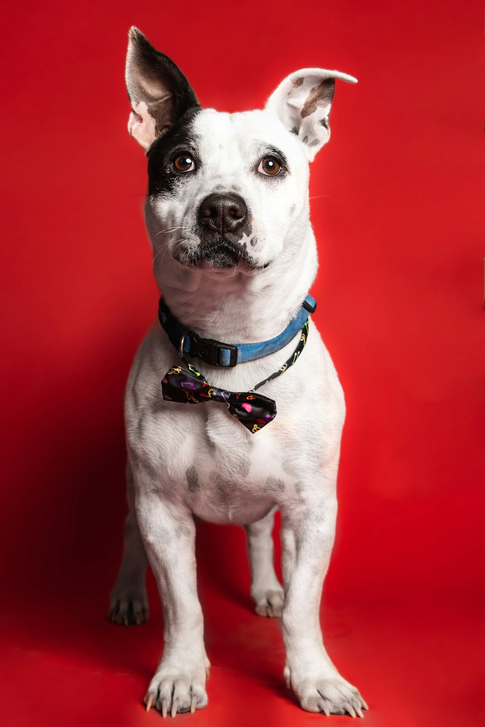 a dog sitting looking at the camera