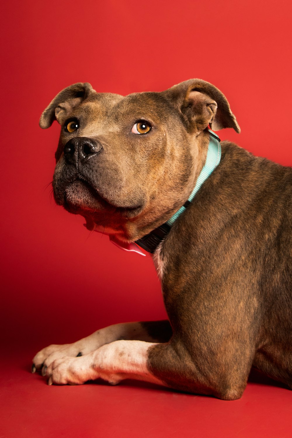 a dog lying on a red surface