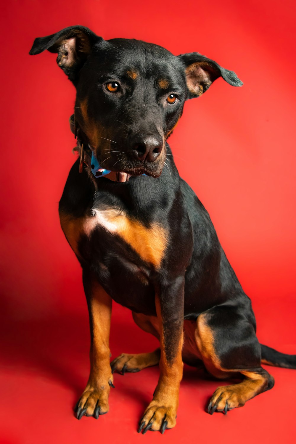 a black and brown dog