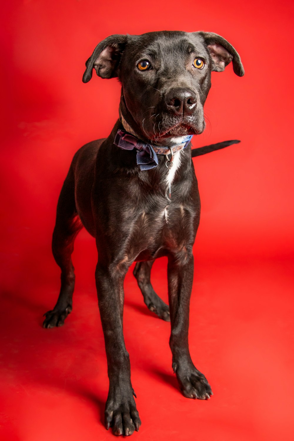 a black dog with a purple collar