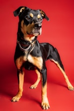 A powerful Cane Corso standing proudly against a matte black background with subtle gold highlights.
