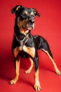 A black and tan dog stands confidently against a solid red background. The dog's posture is alert and it is wearing a collar.