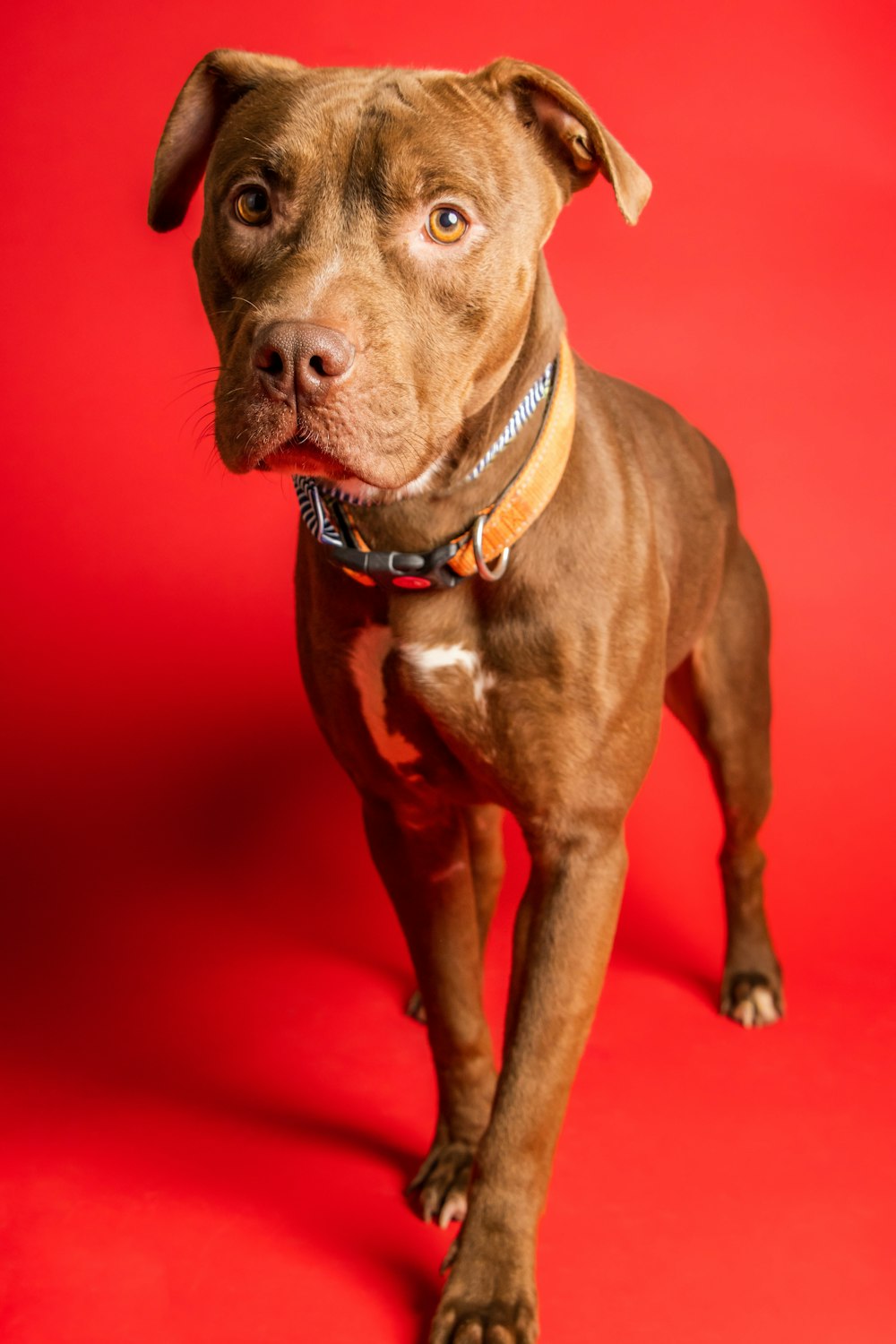 a dog sitting on a red surface