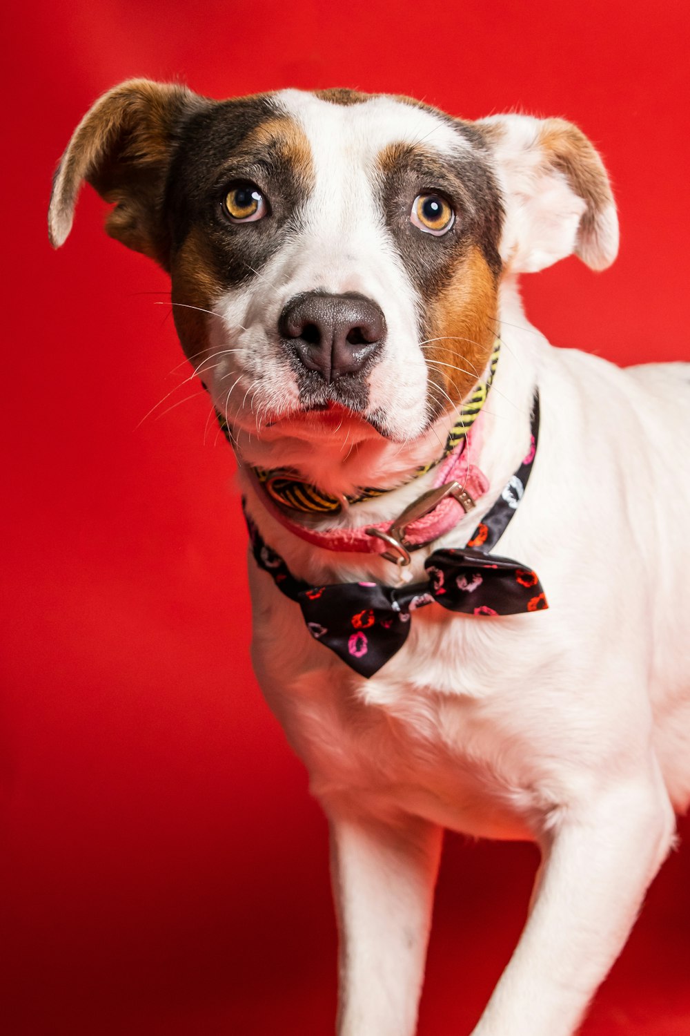 a dog with a bow tie