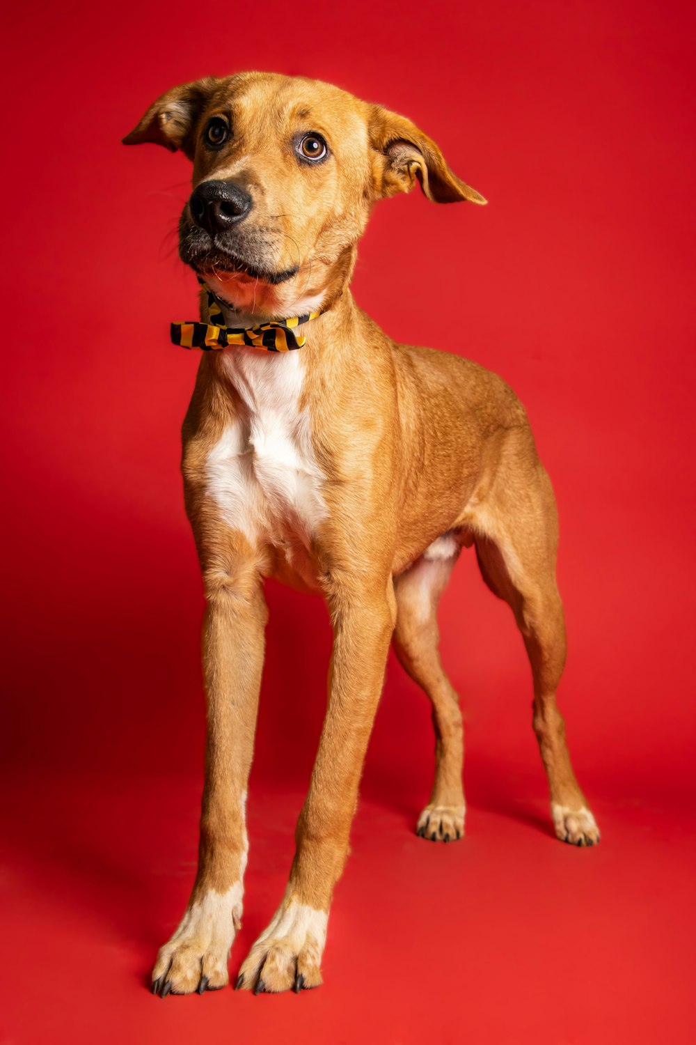 a dog sitting looking at the camera