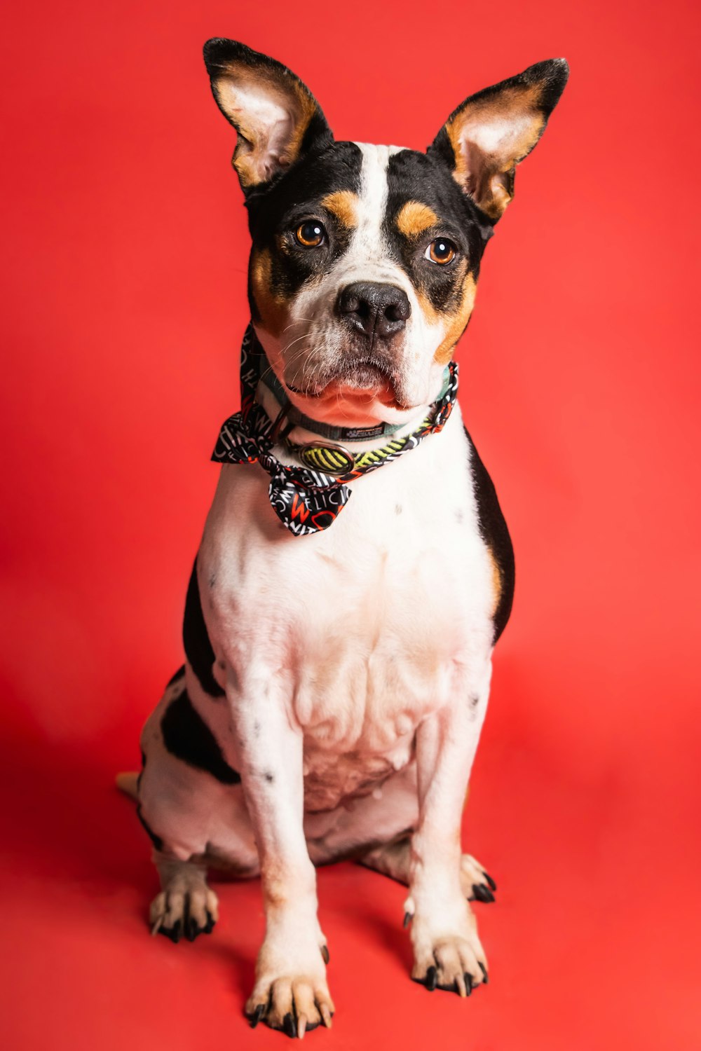 a dog sitting looking at the camera