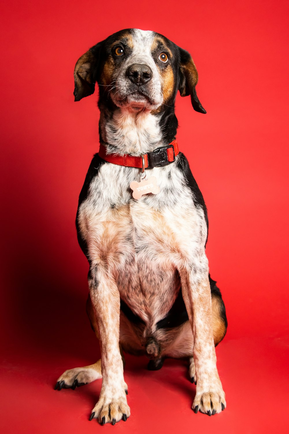 a dog sitting looking at the camera