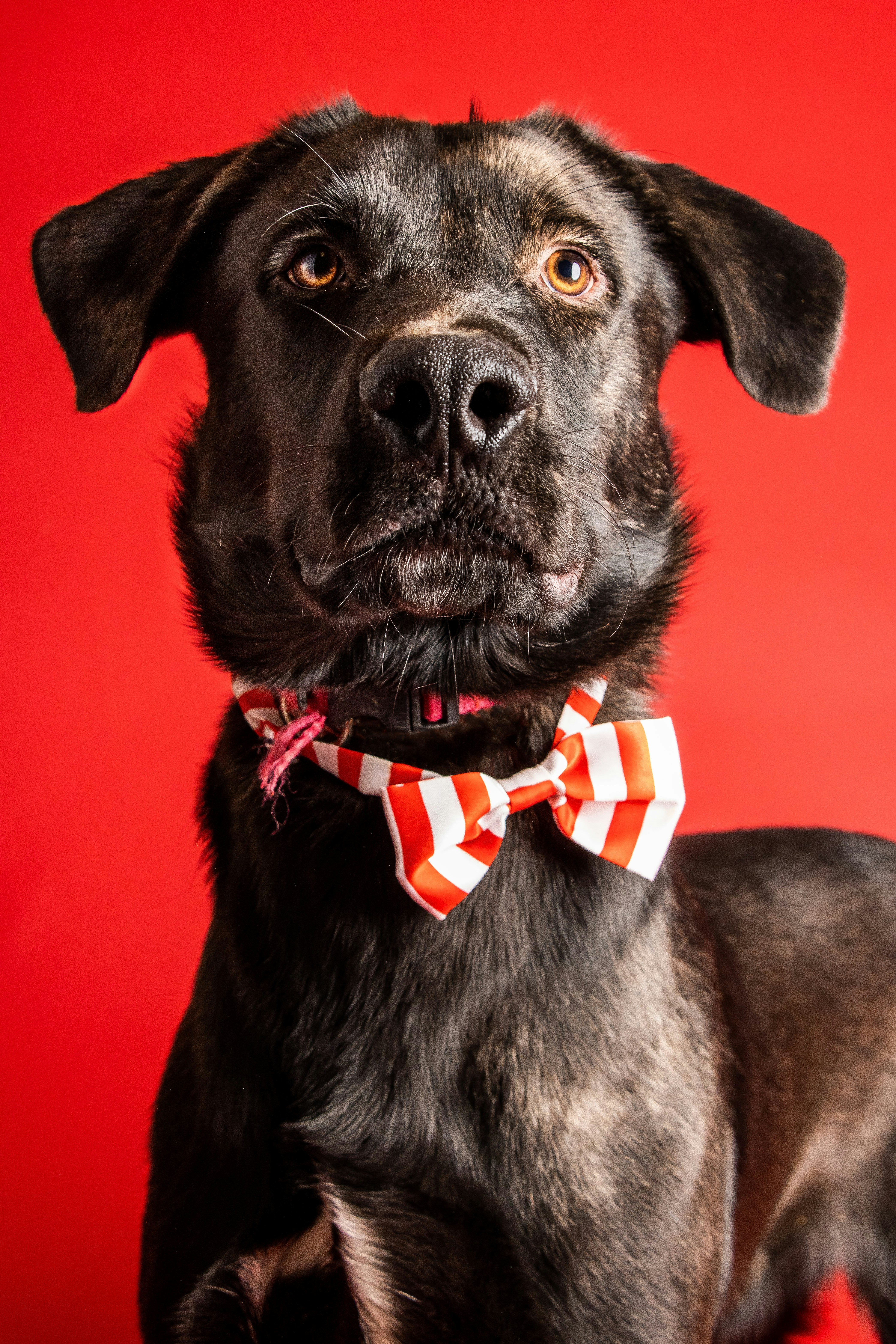 A dog wearing a bow tie photo – Free Dog Image on Unsplash