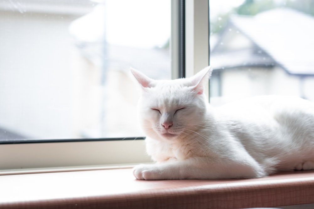 Eine Katze liegt auf einer Fensterbank