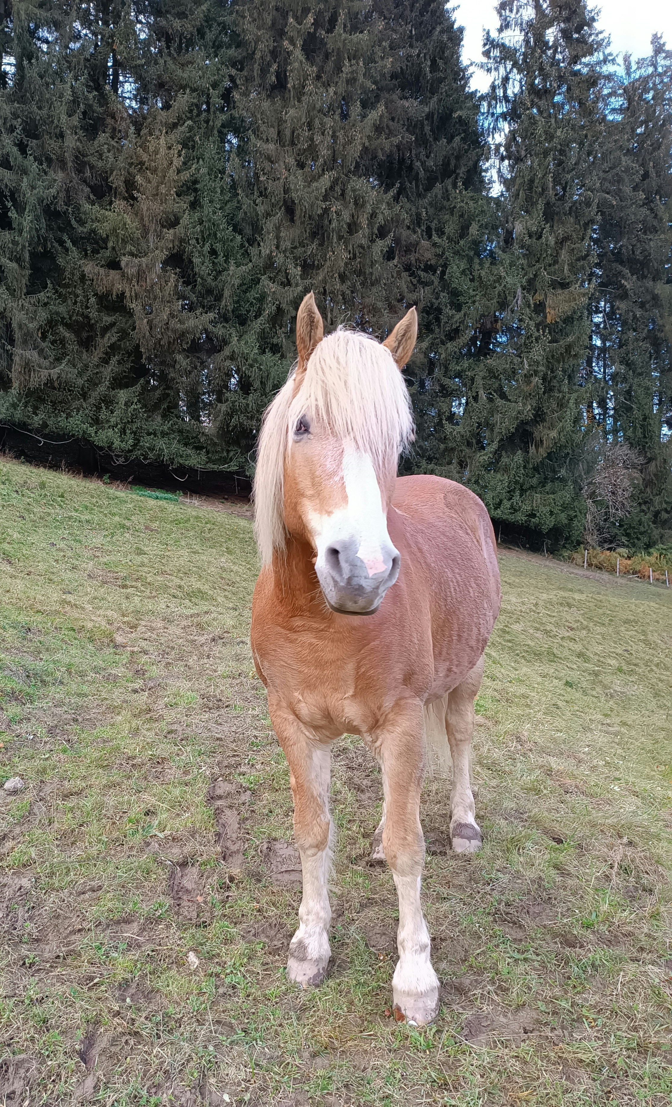 a horse standing in a field