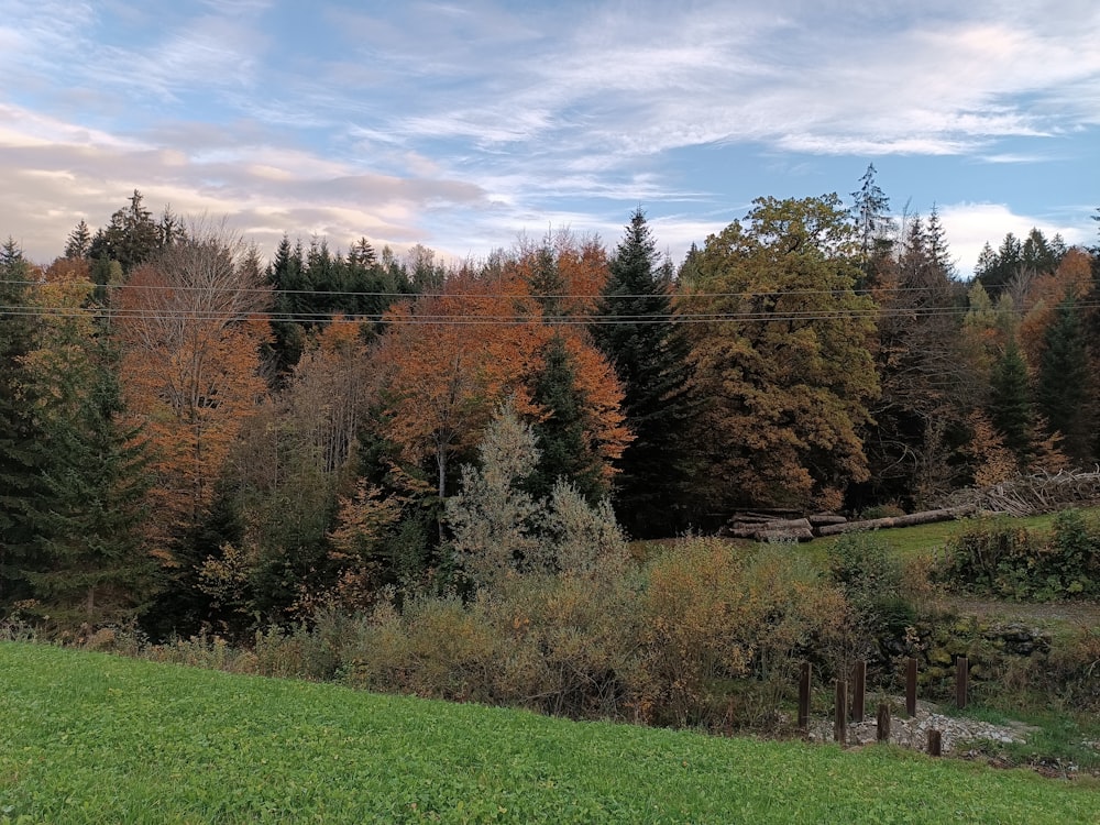 un campo di erba verde con alberi sullo sfondo