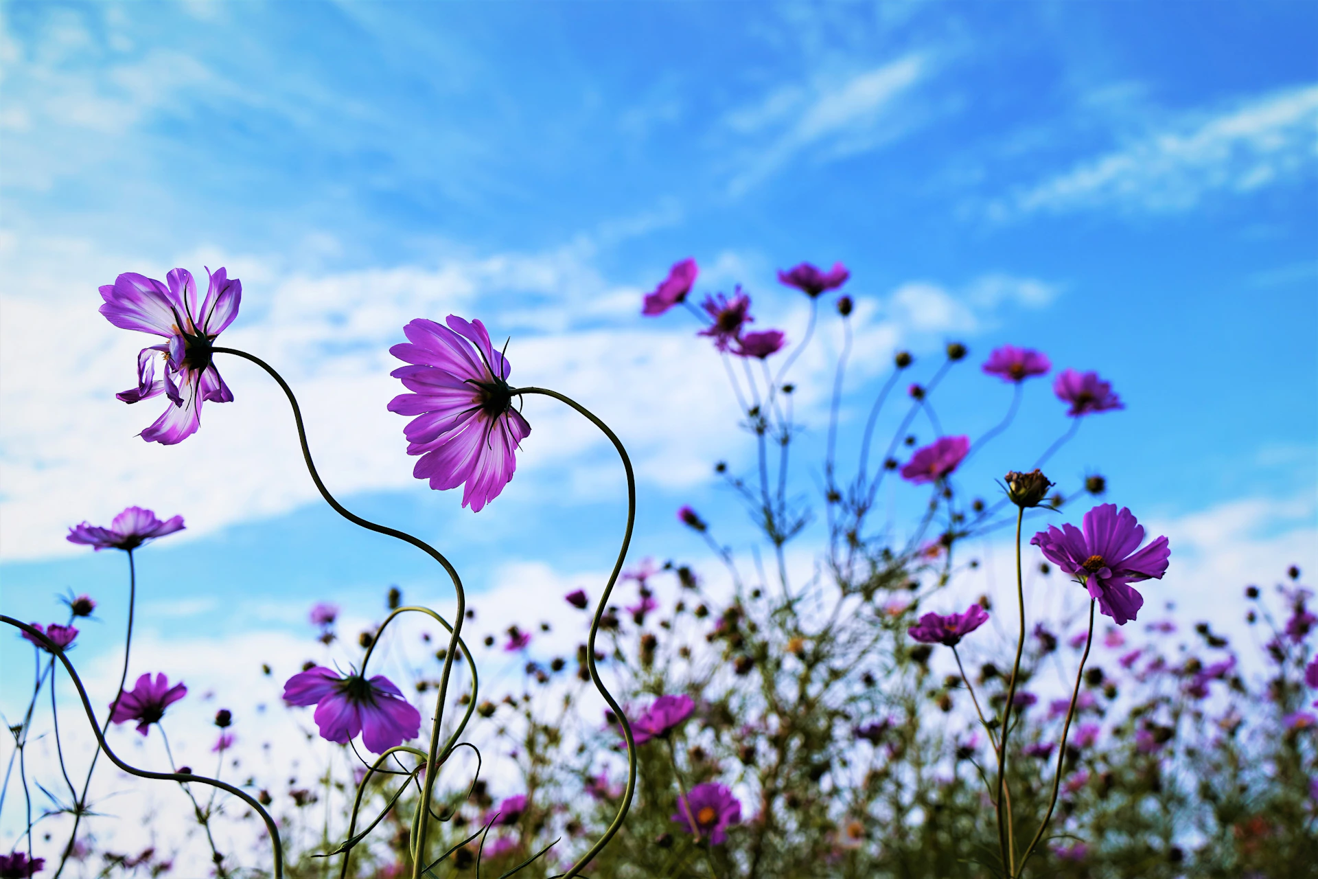 a group of flowers