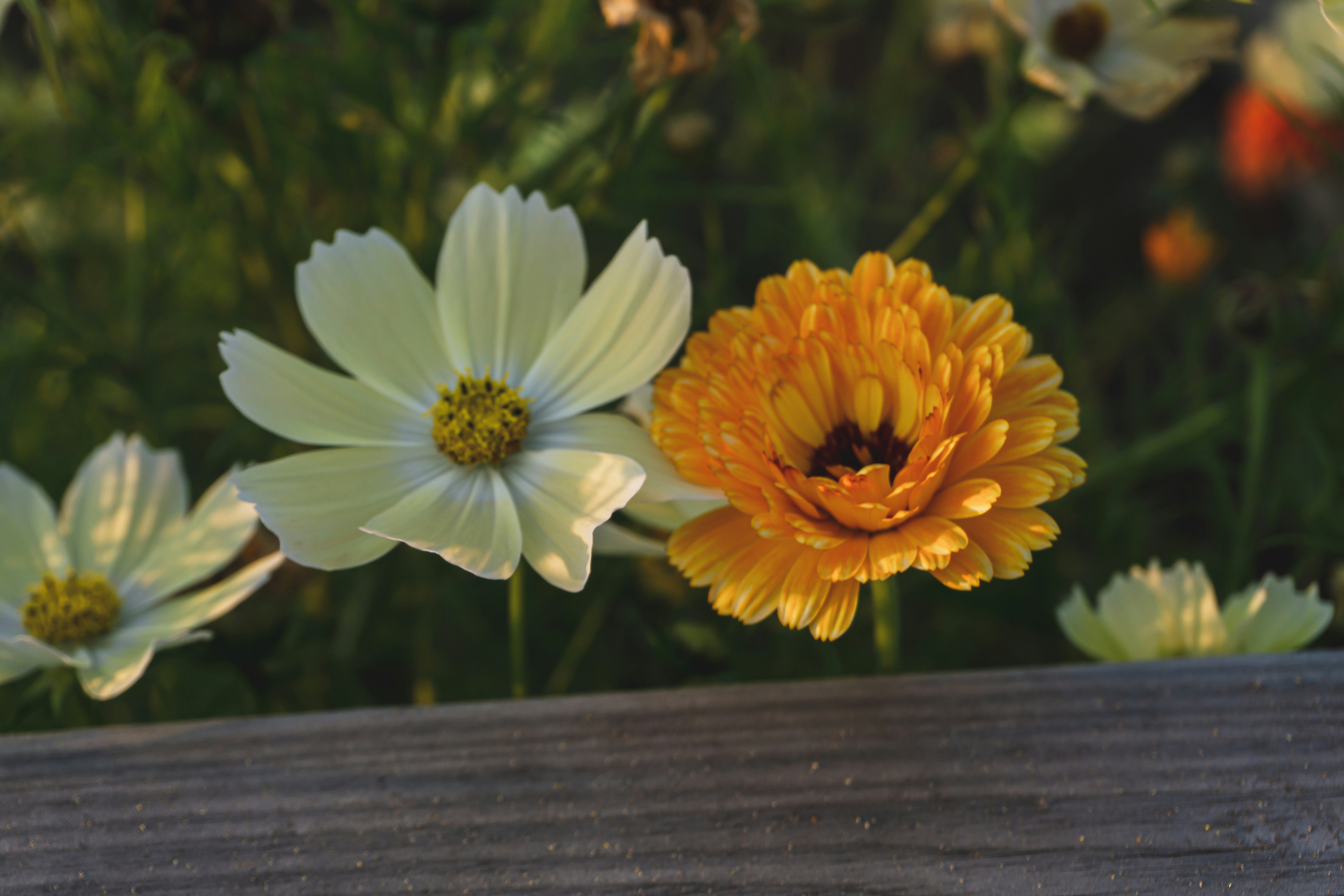 Group of Flowers