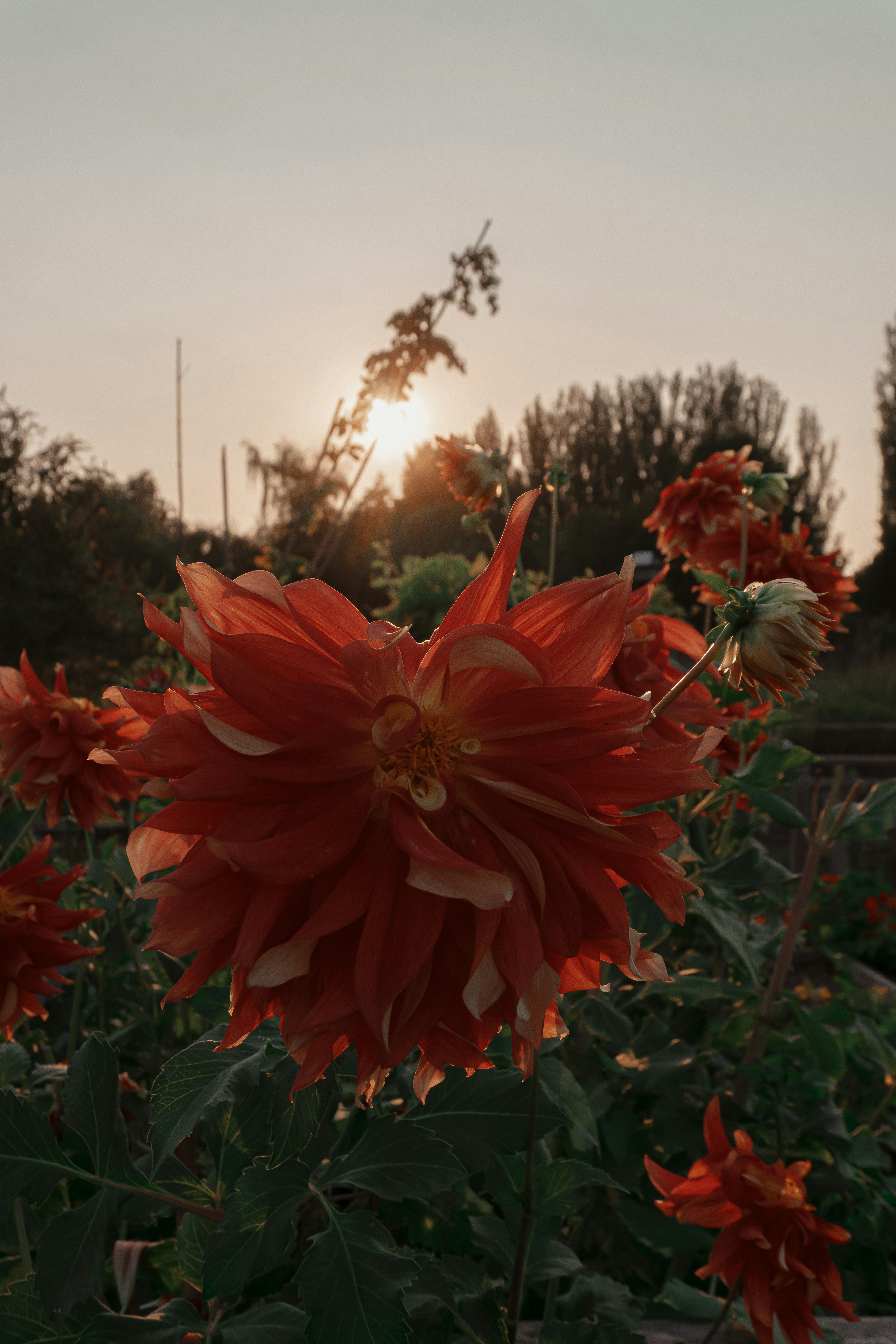 a close up of a flower
