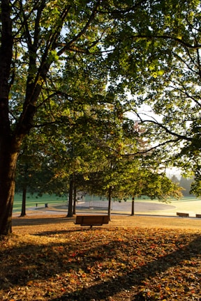 a park with benches