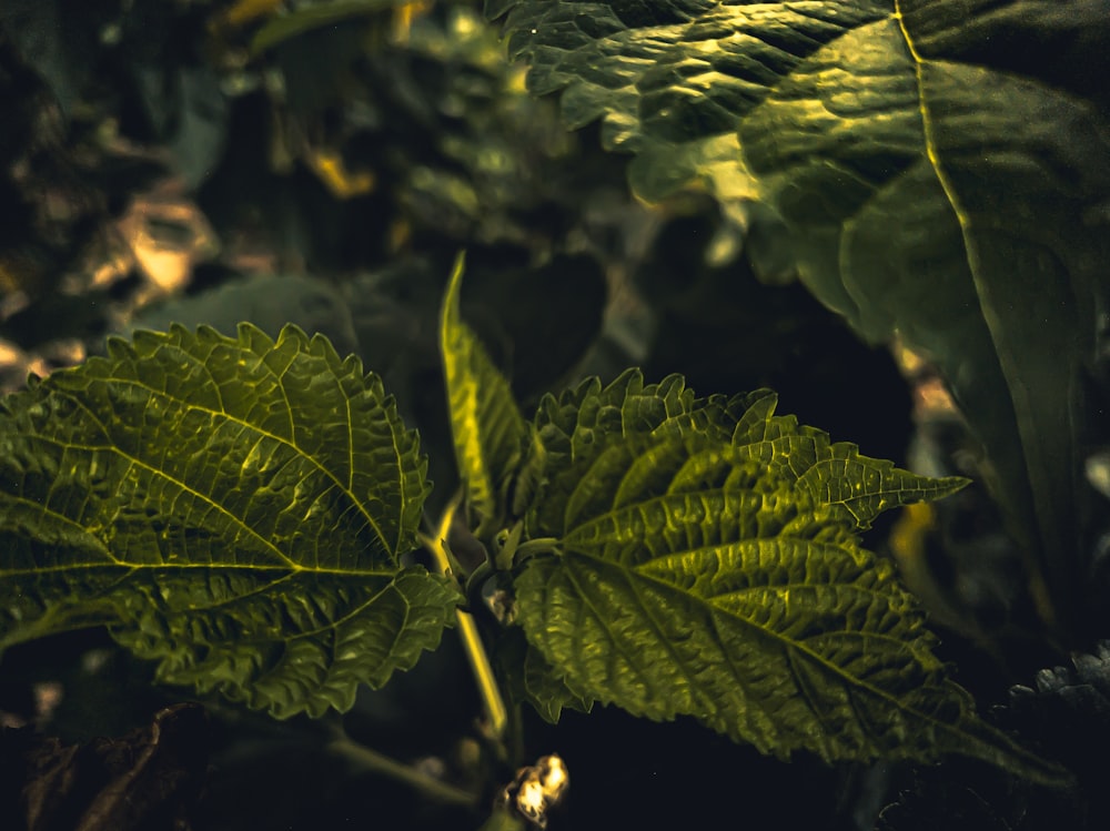 close-up of a green plant