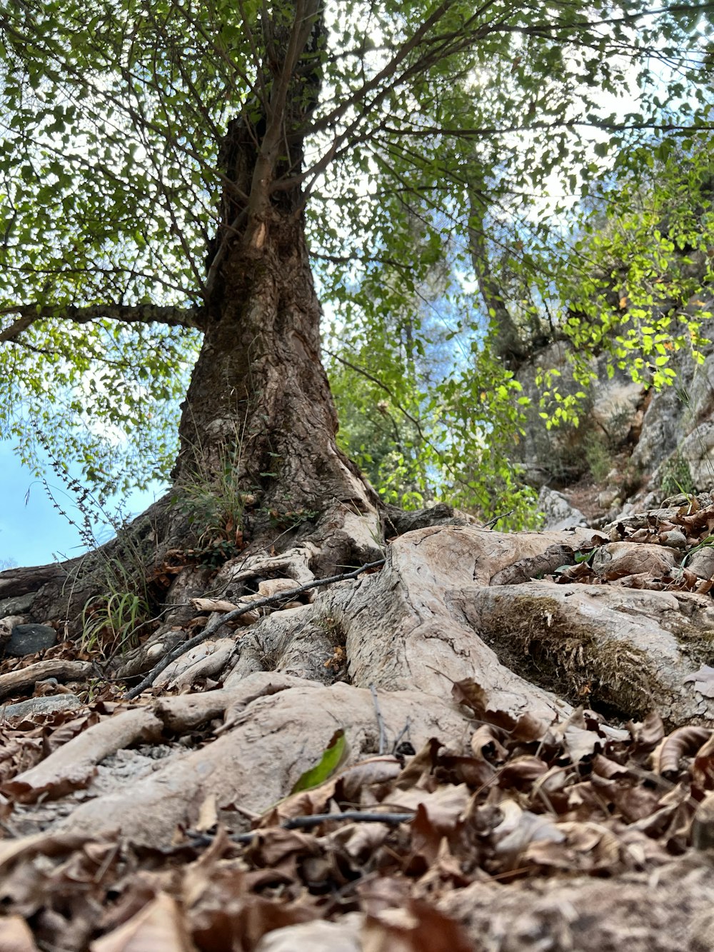 Un árbol en un bosque