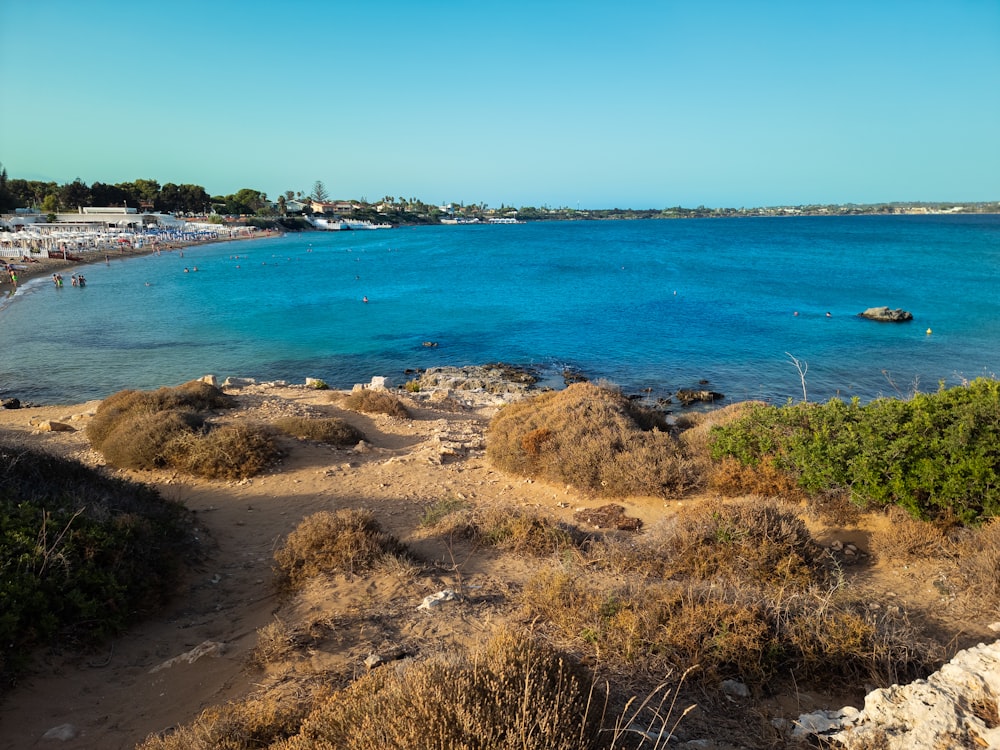 a beach with people and bushes