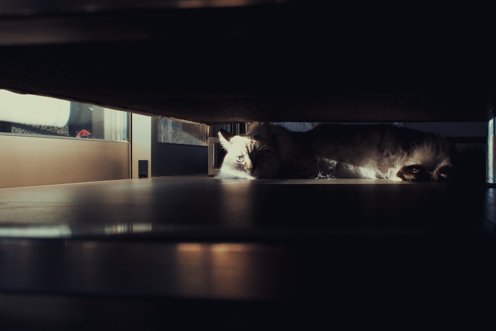 a cat lying on a bench