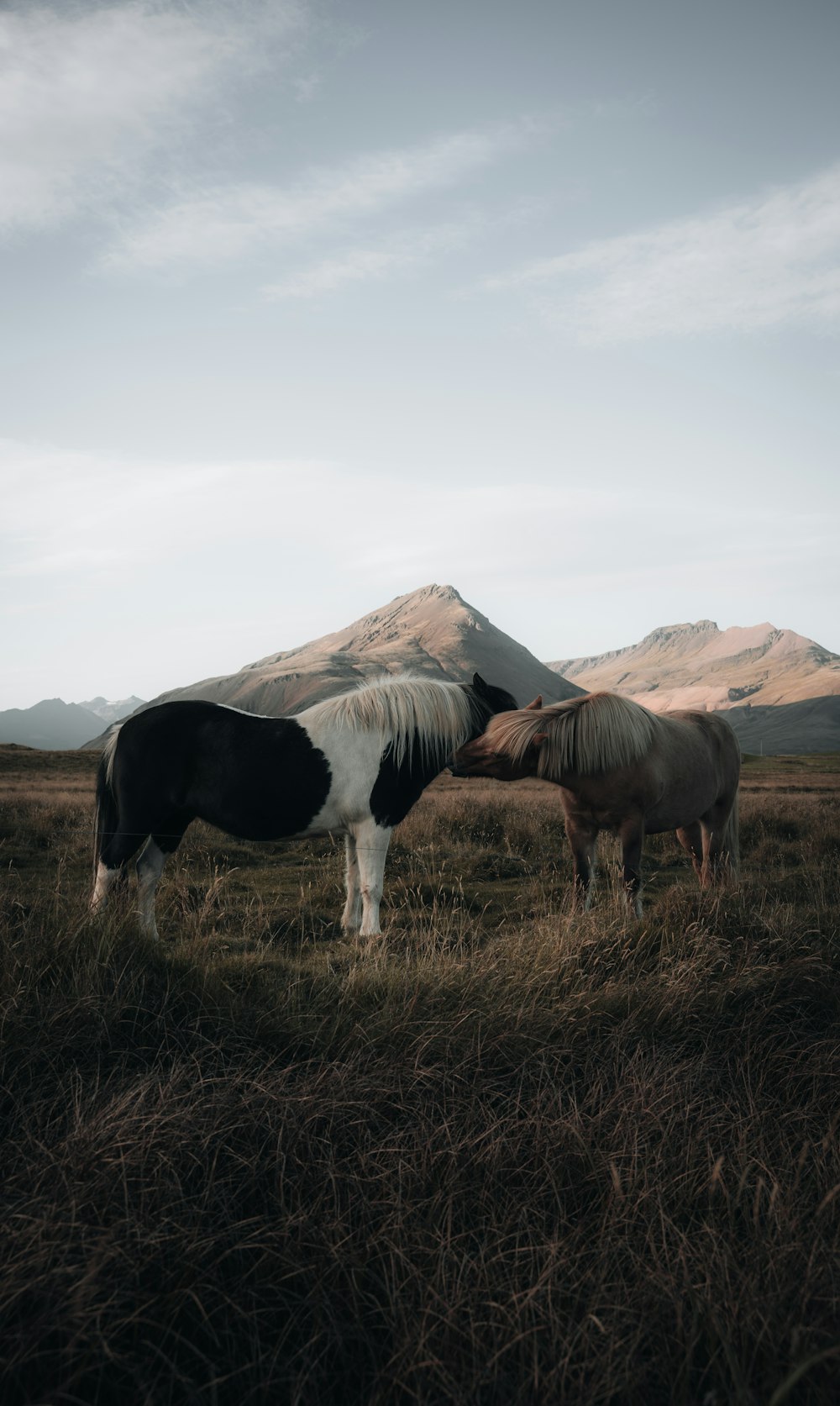 horses grazing in a field