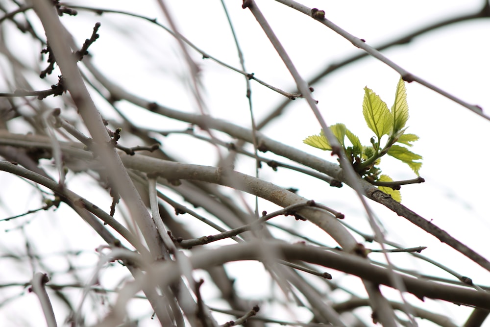 a tree branch with leaves