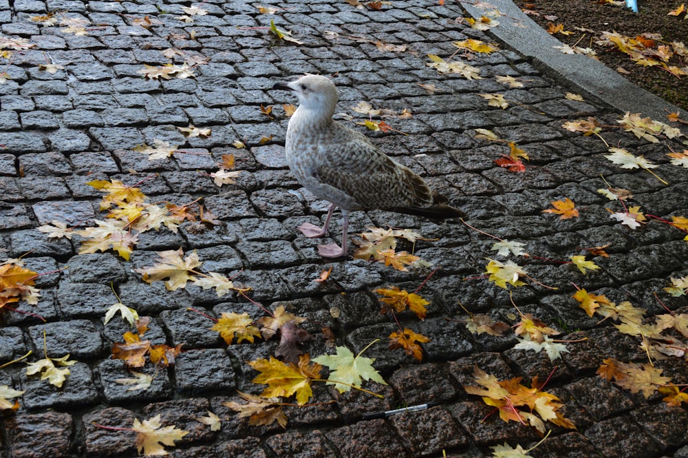 a bird standing on a sidewalk