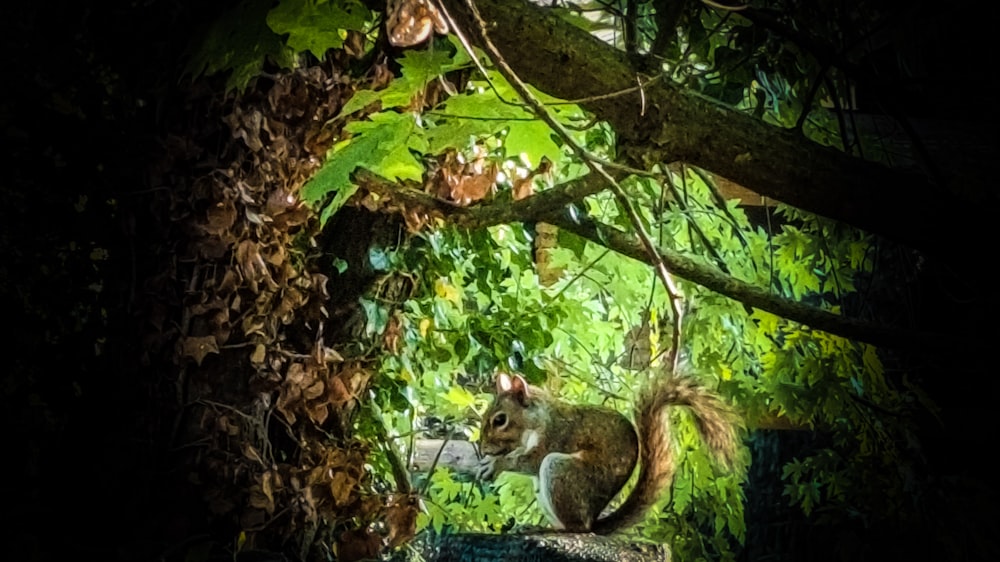 a squirrel on a tree branch