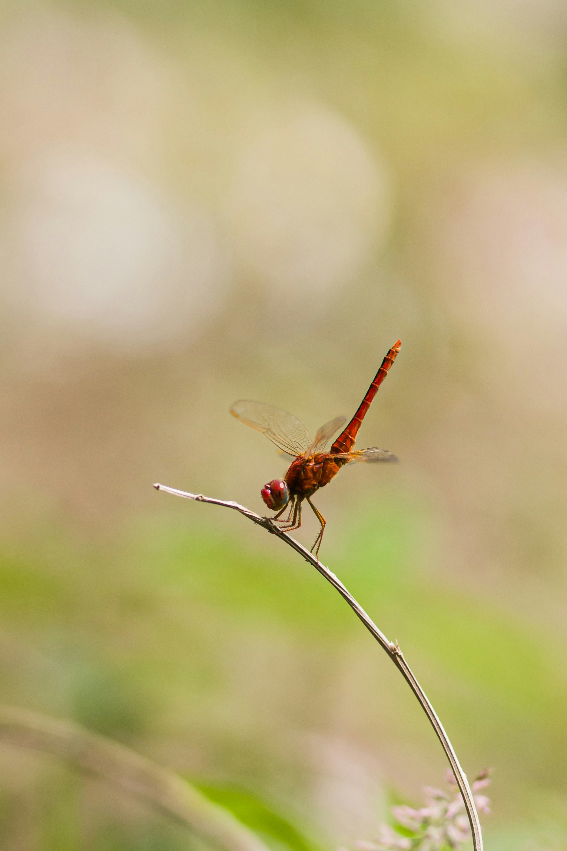 a dragonfly on a plant
