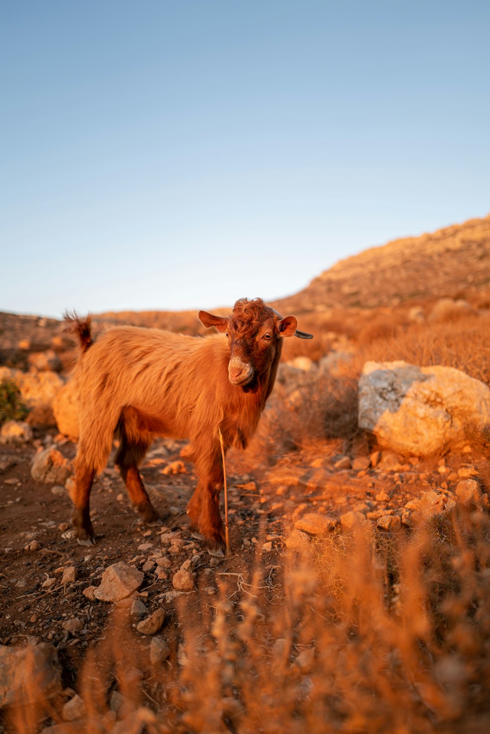 a cow standing on a rocky hillside