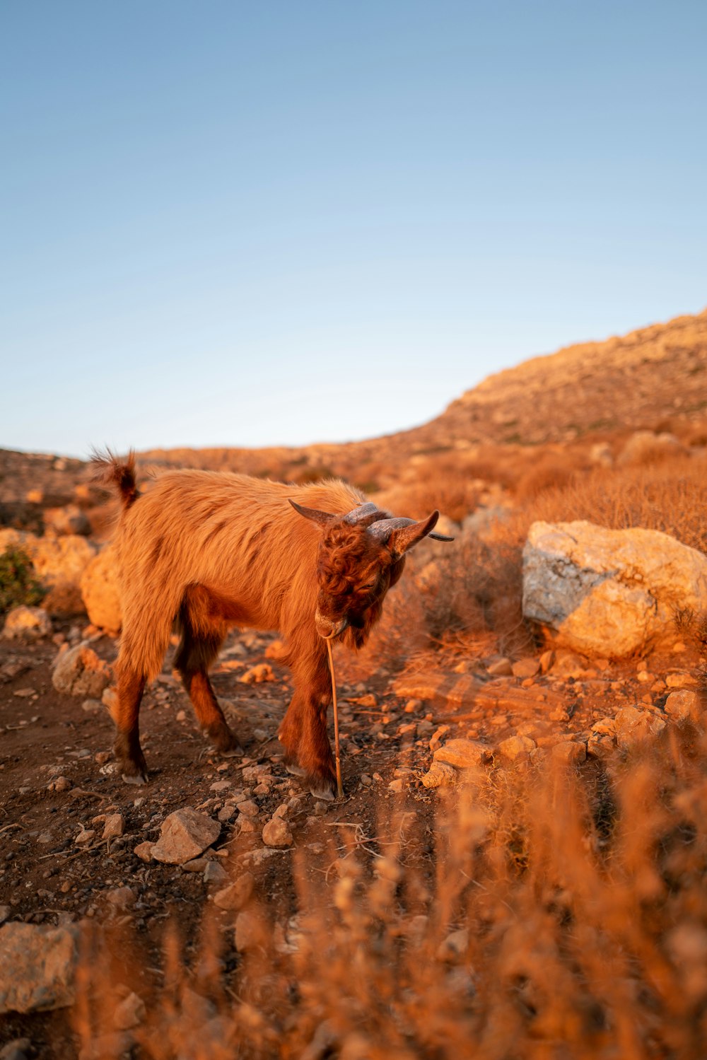 a goat standing on a rocky hillside