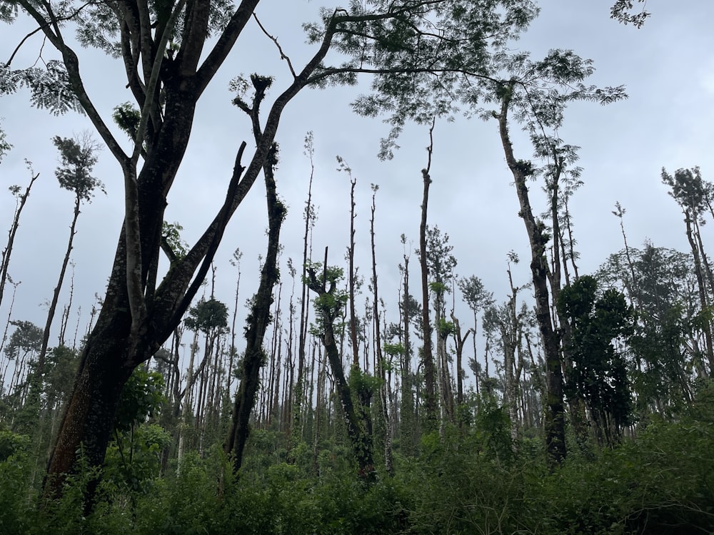 a forest of trees