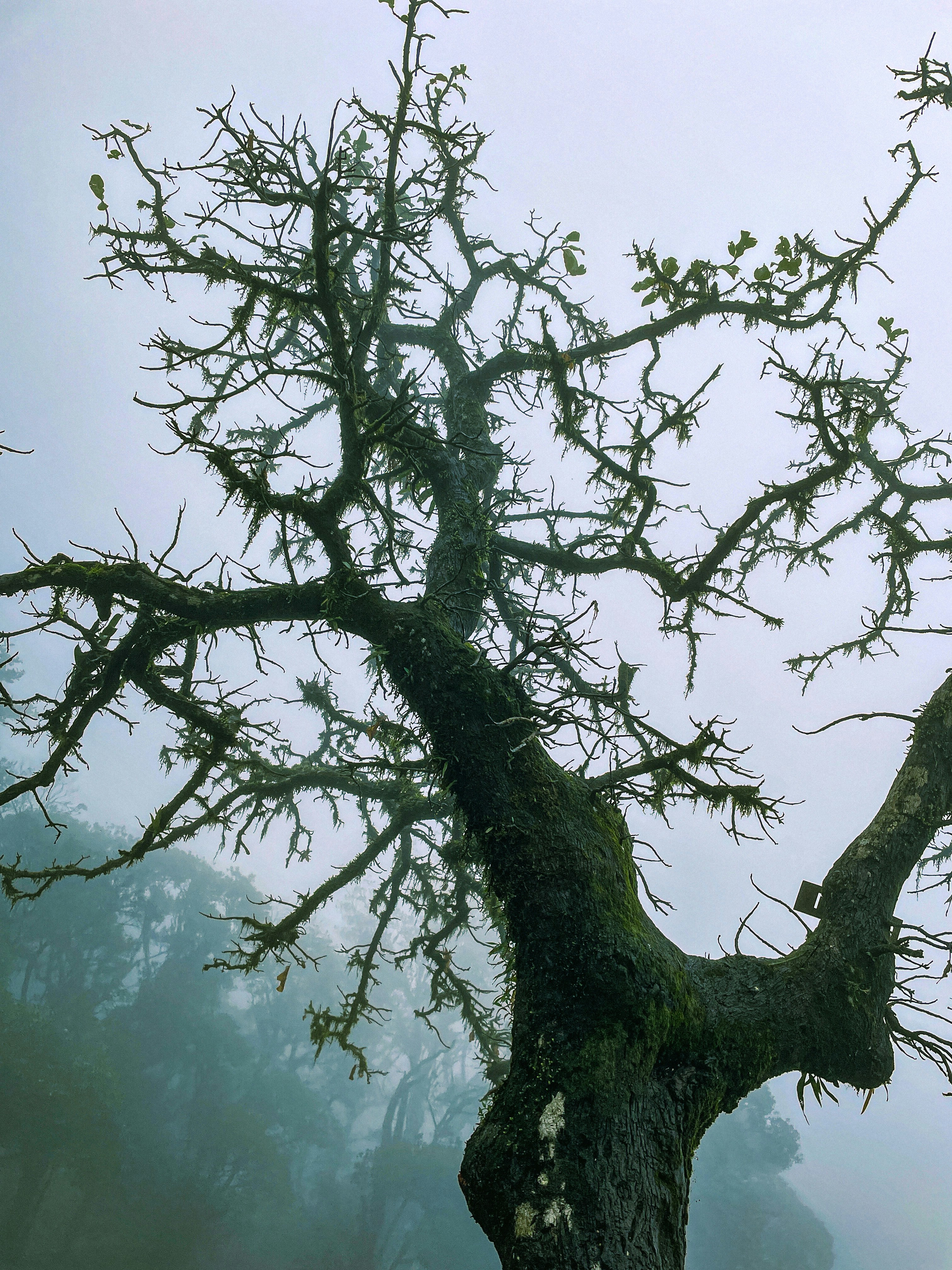A tree with green leaves photo – Free Coorg Image on Unsplash