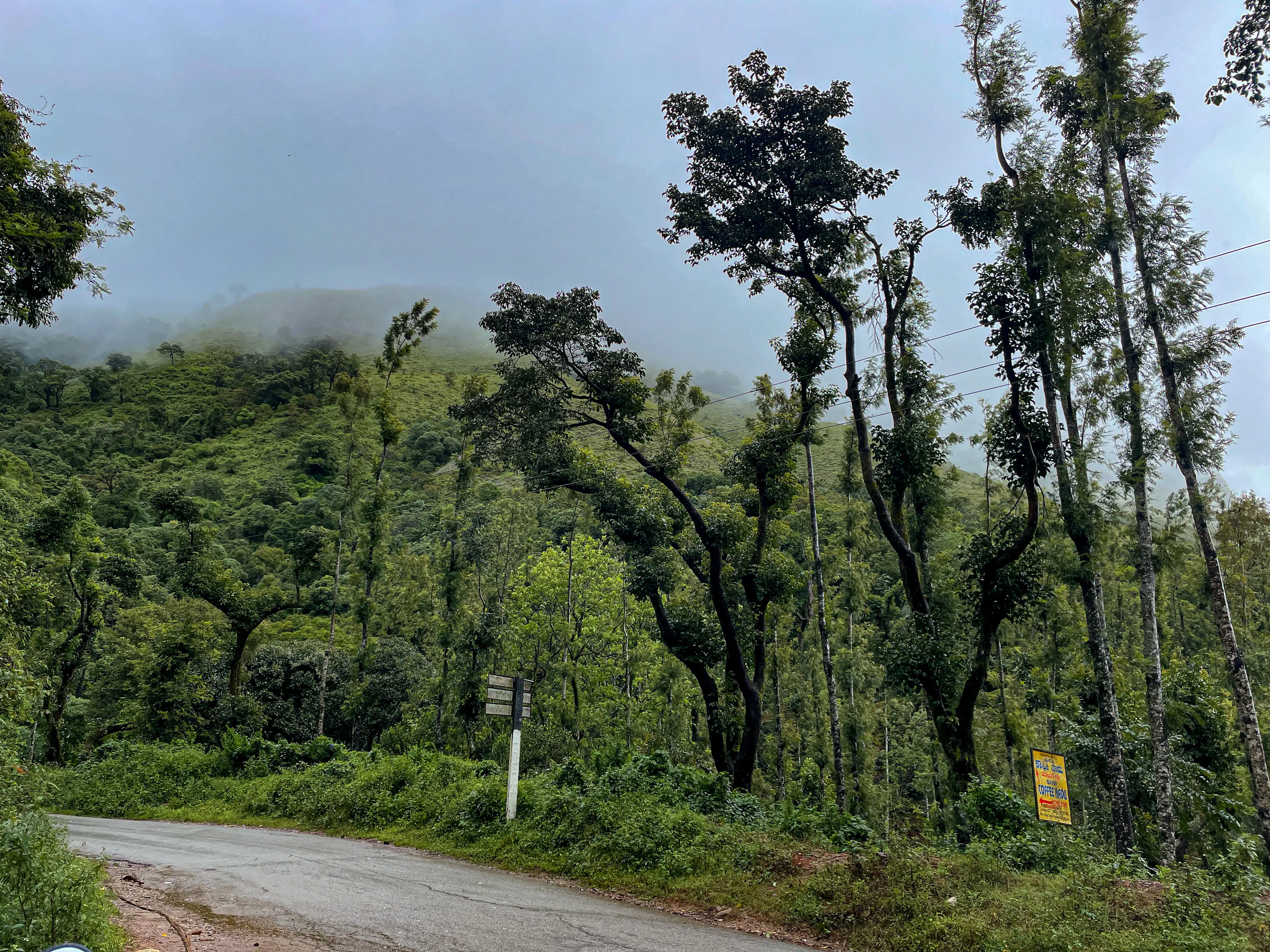A hill road through shade-grown coffee estates near Mullayanagiri