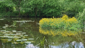 A serene pond surrounded by lush greenery and colorful flowers.