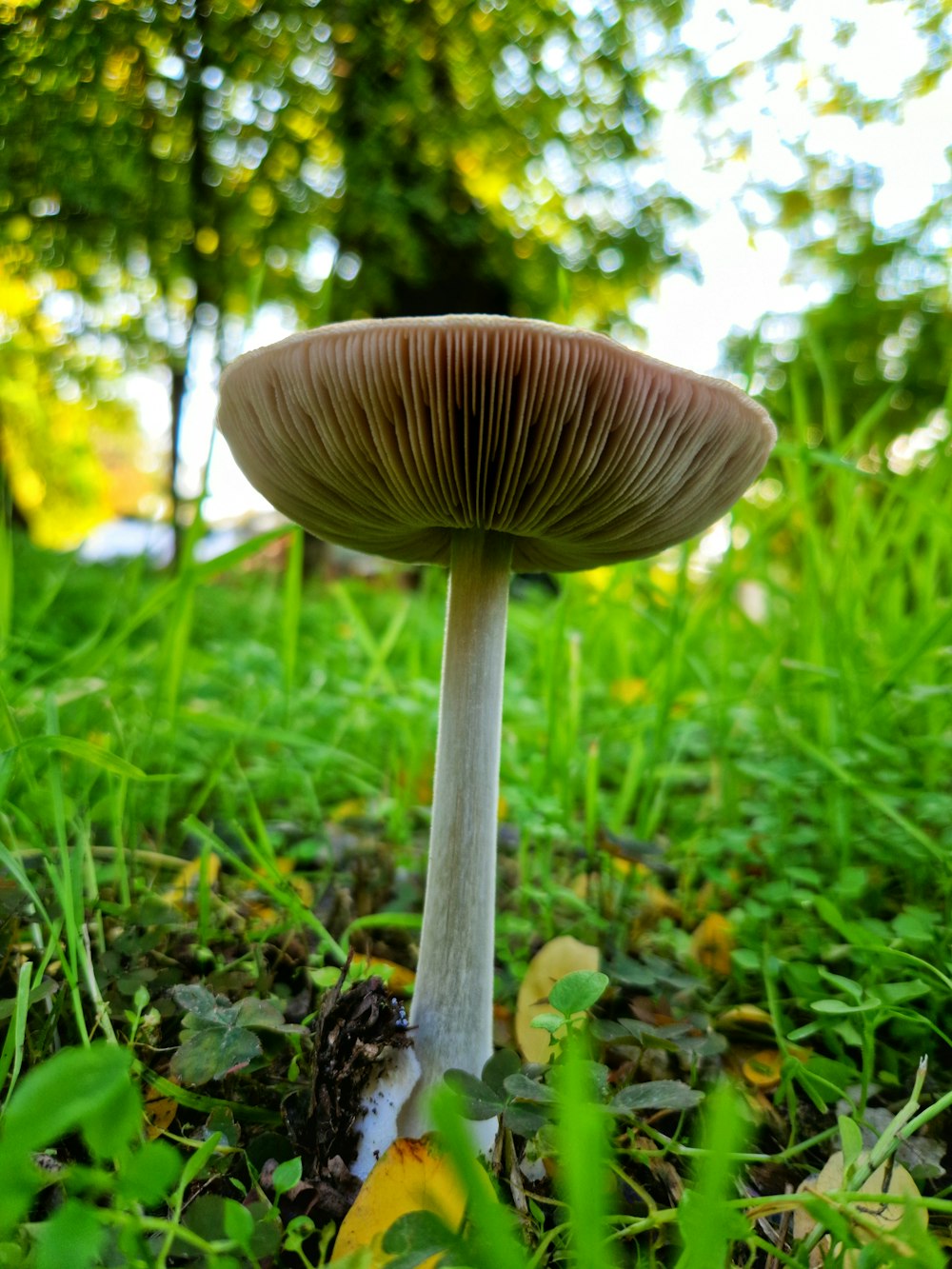 a mushroom growing in the grass