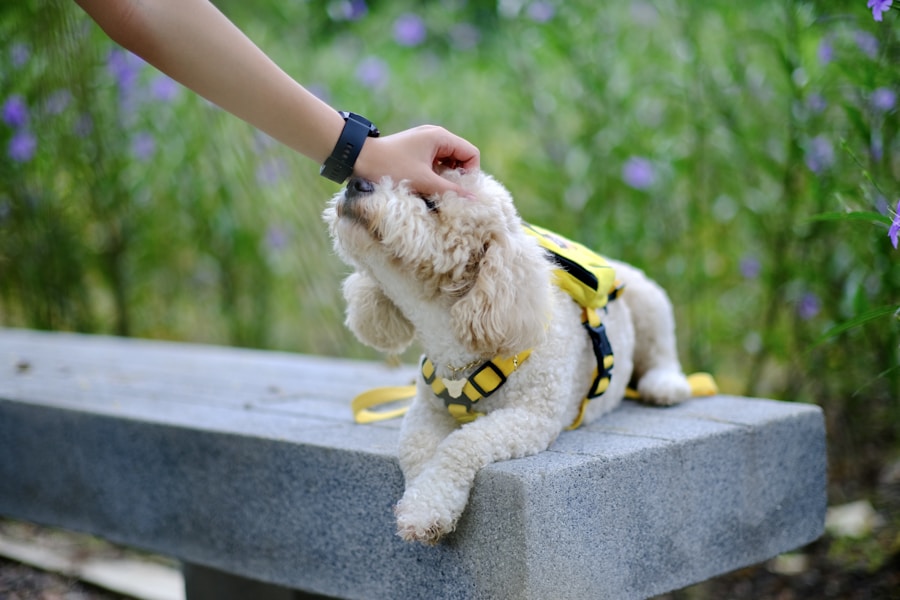 Assistance Dogs UK: Types, Training and How to Apply