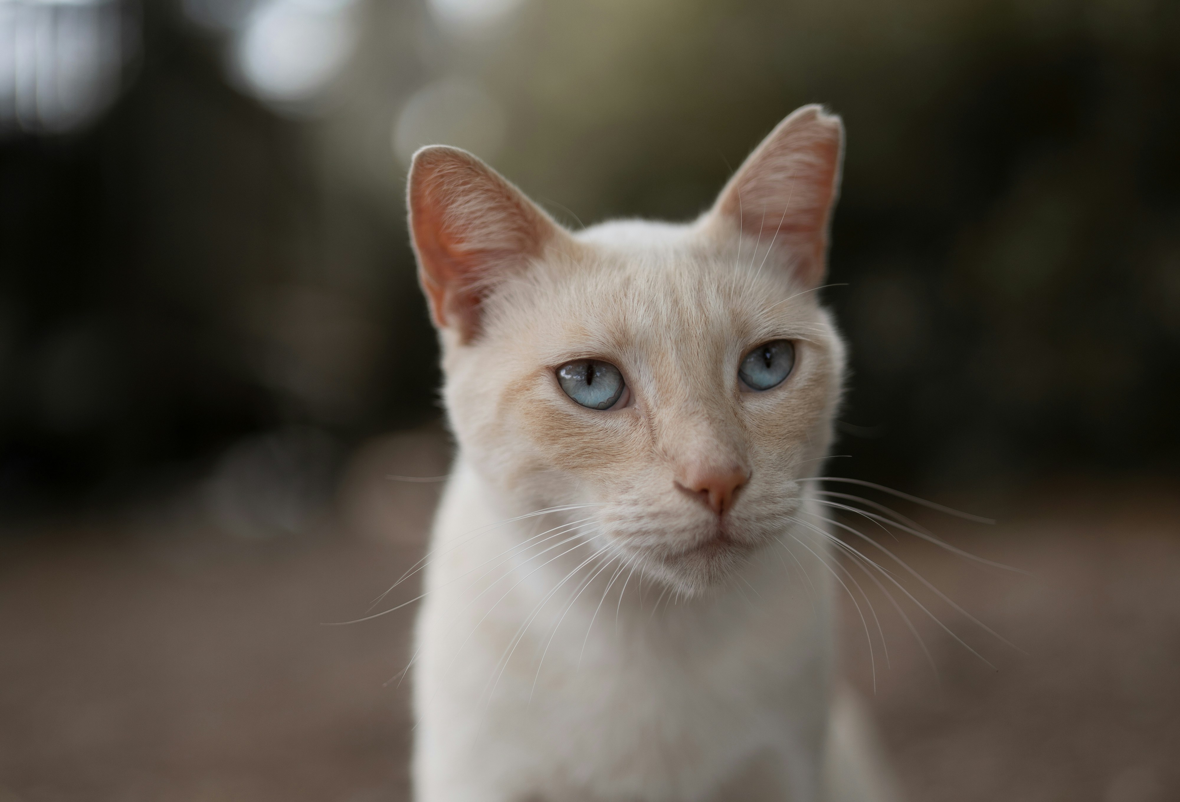 Siamese cat showing distinctive point coloring